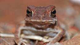 Image of asian black spotted toad