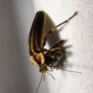 Image of Pennsylvania Firefly