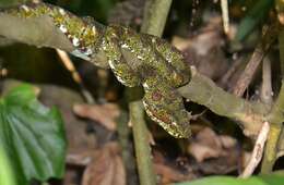 Image of Eyelash Viper