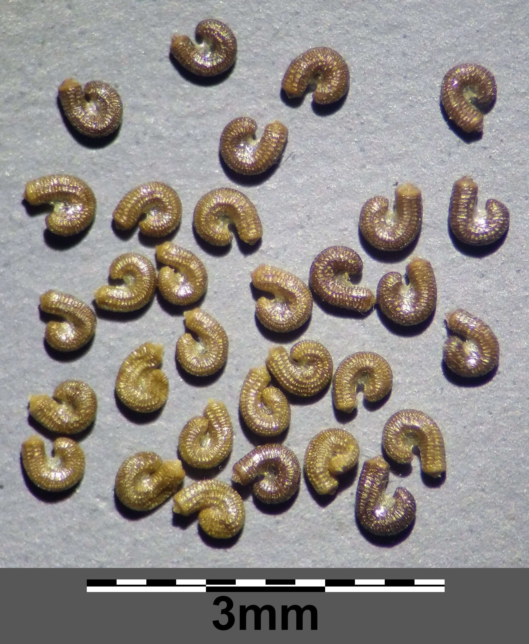 Image of eight-stamened waterwort