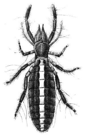 Image of Daesiidae