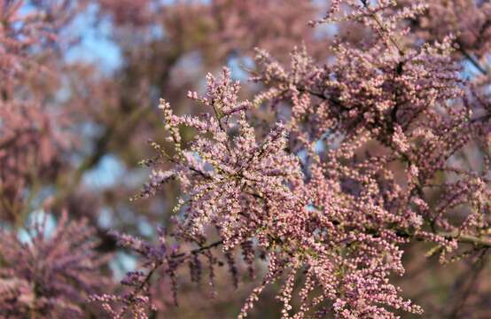 Image of tamarisk