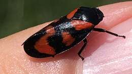 Image of Red-and-black Froghopper