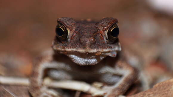 Image of Asian black-spined toad