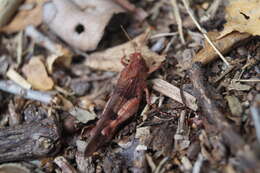 Image of blue-winged grasshopper