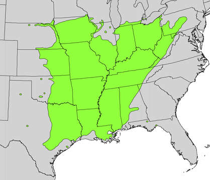 Plancia ëd Gleditsia triacanthos L.