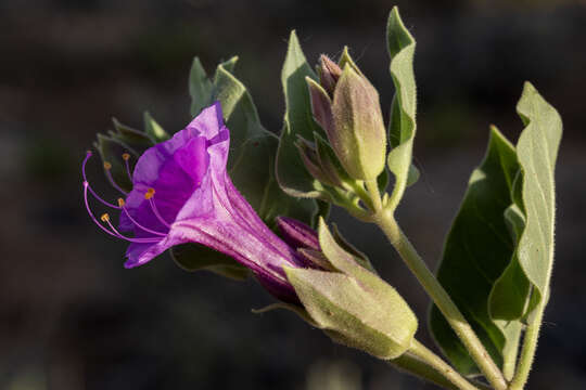 Image de Mirabilis multiflora (Torr.) Gray