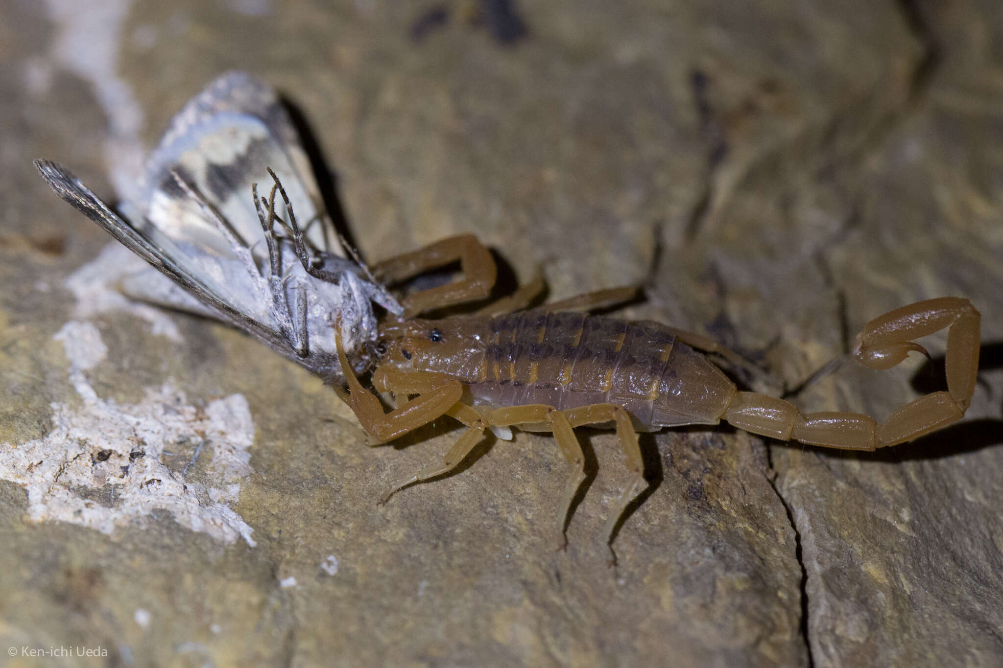 Image of Arizona Bark Scorpion