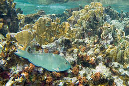 Image of Yellowtail parrotfish