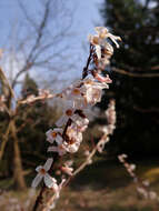 Image of Korean abeliophyllum