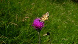 Image of Melanargia russiae