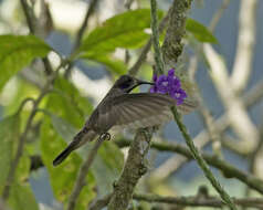 Image of Brown Violet-ear