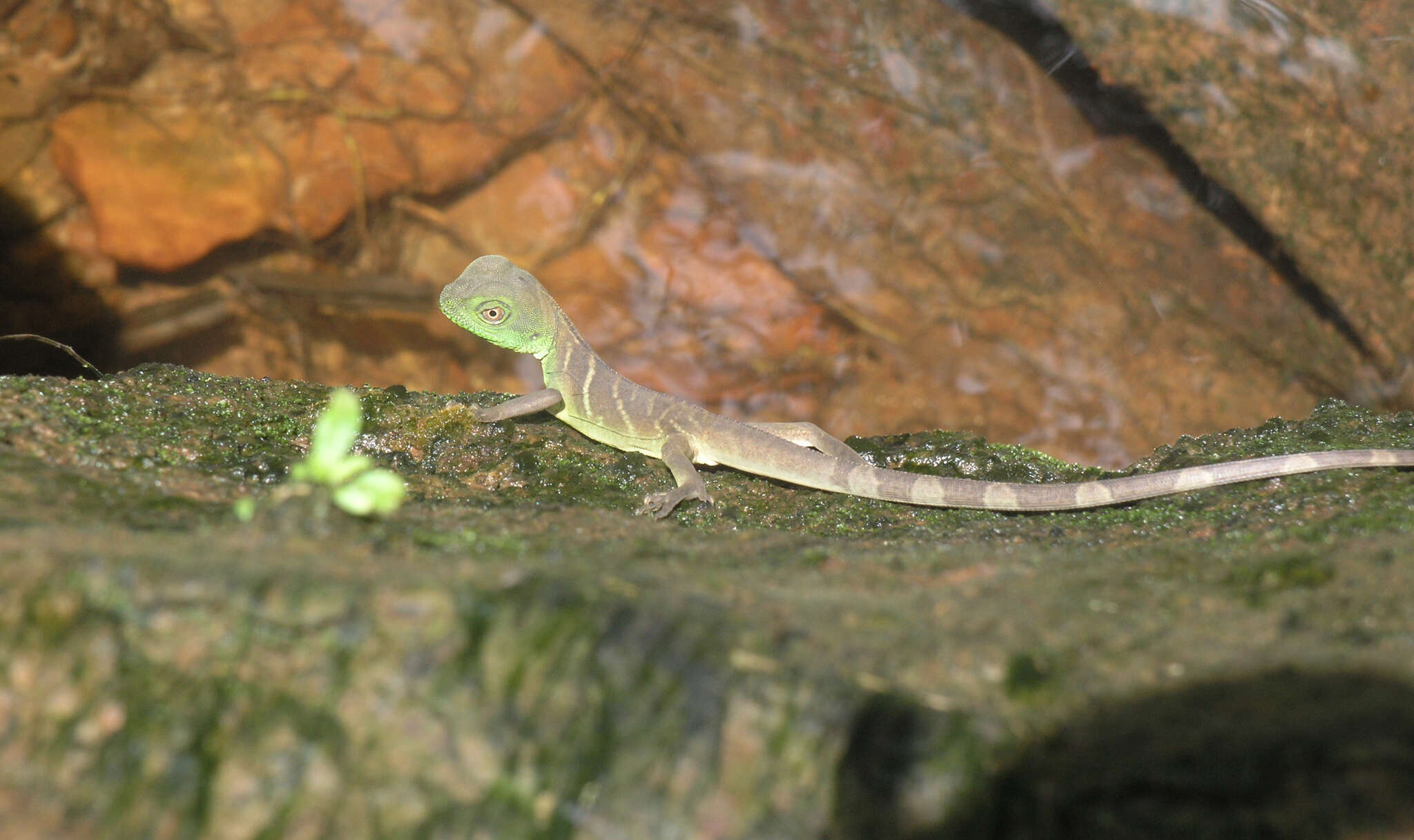 Physignathus resmi