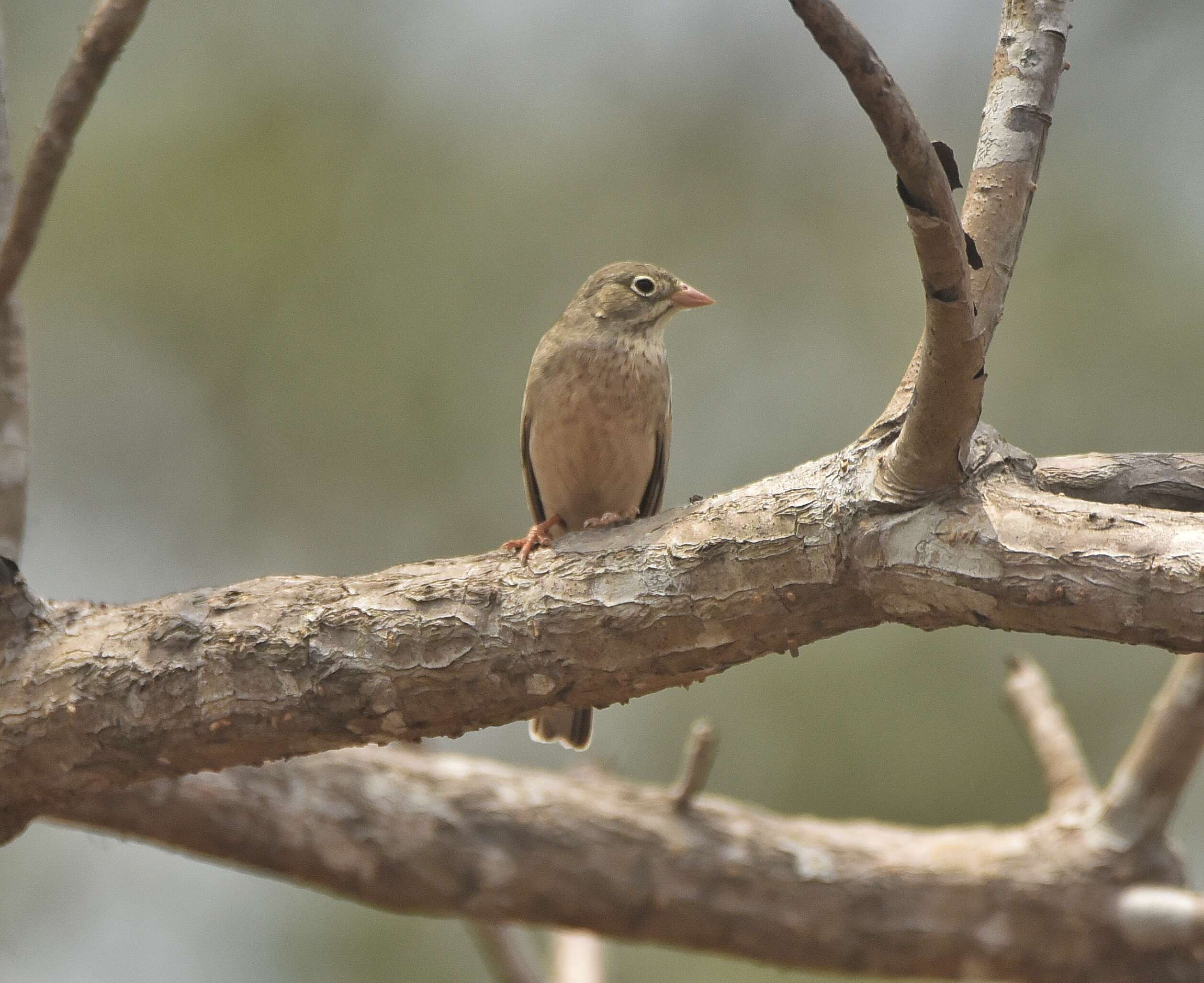 Image of Grey-necked Bunting