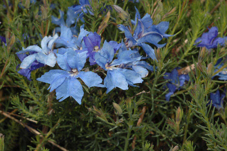 Image of Blue Lechenaultia