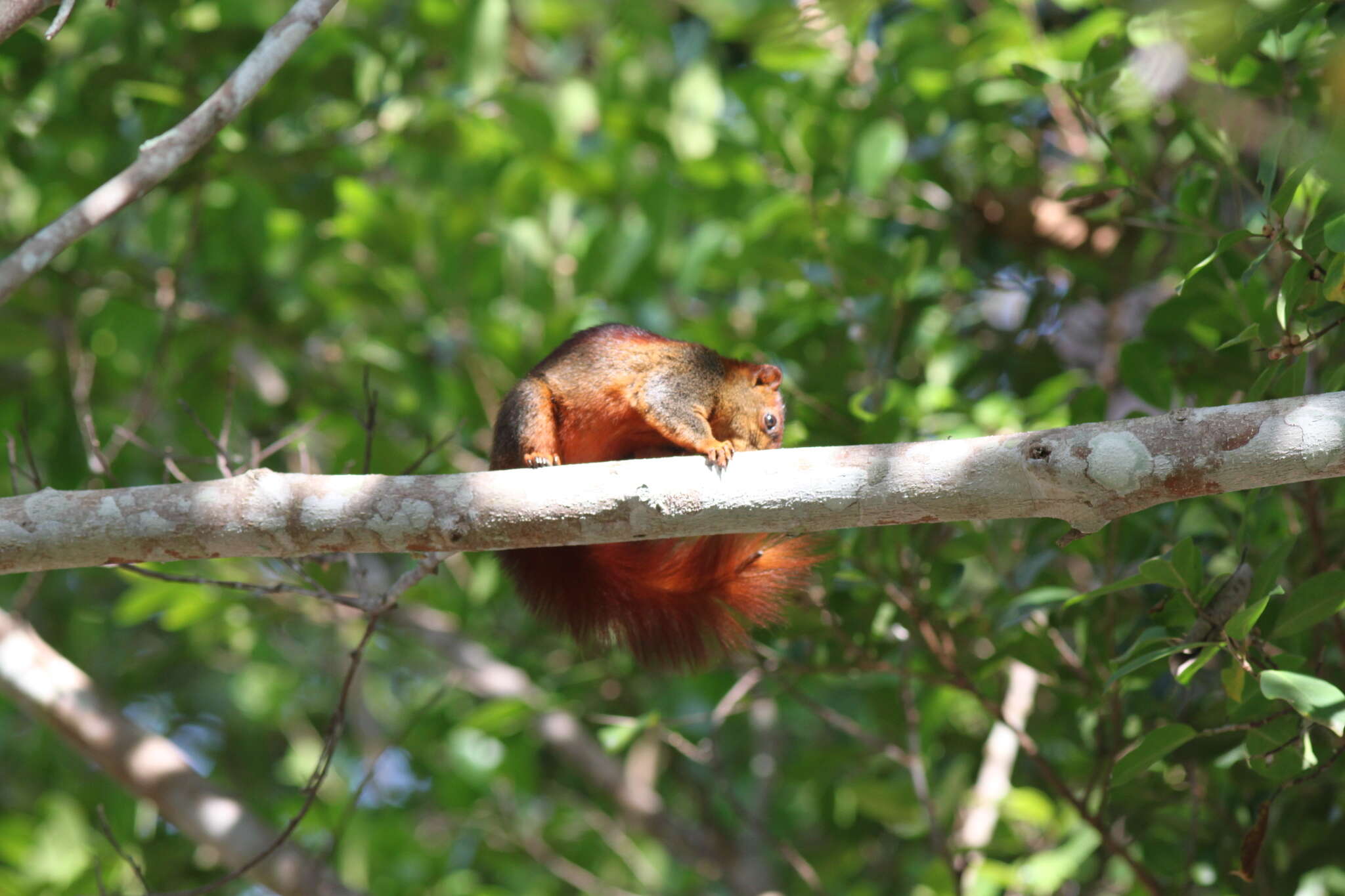 Image of Finlayson’s Squirrel