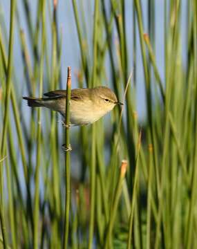 Image of Common Chiffchaff