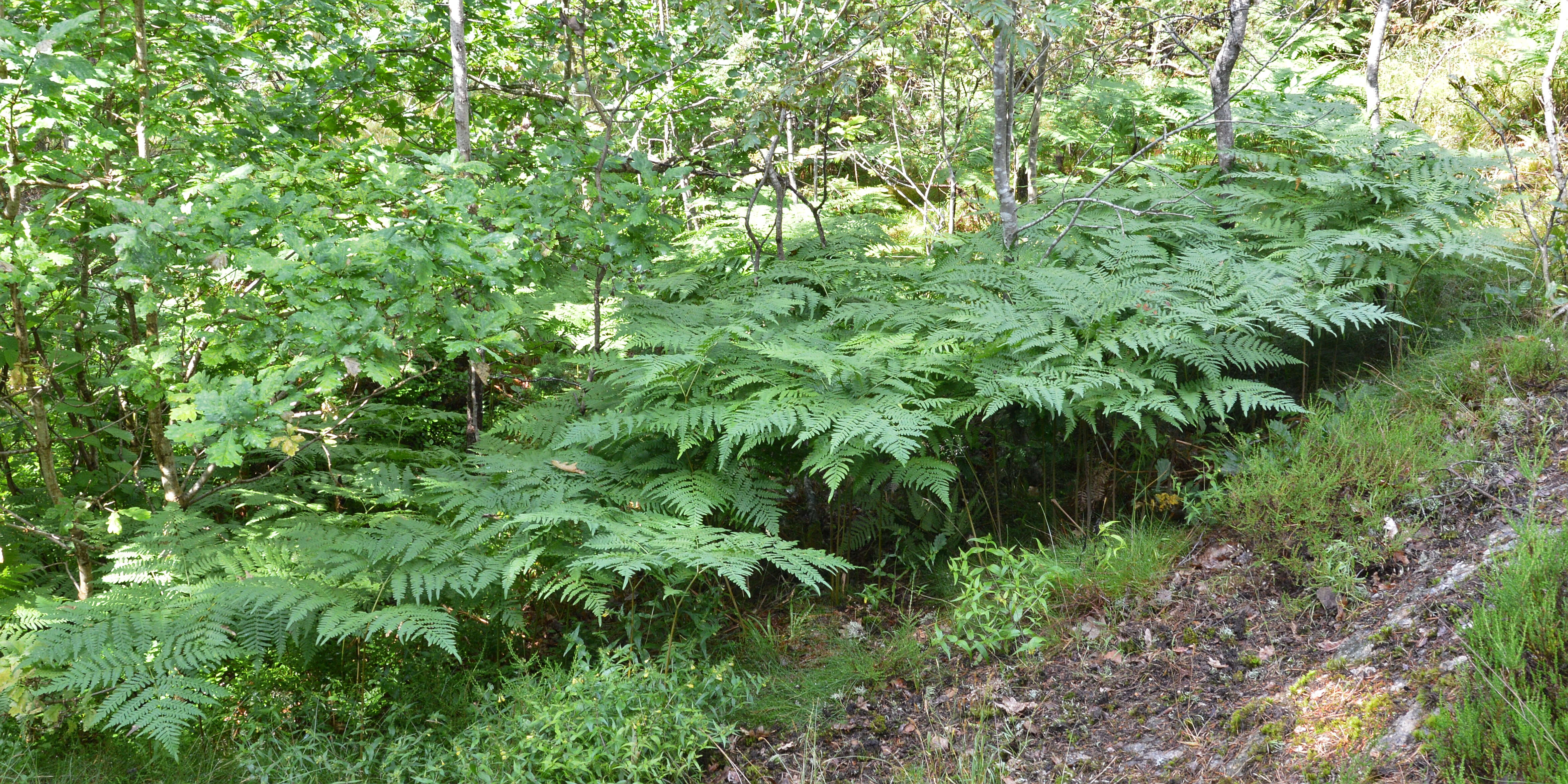 Image of Bracken