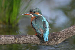 Image of Common Kingfisher