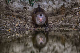 Image of Northern Pig-tailed Macaque