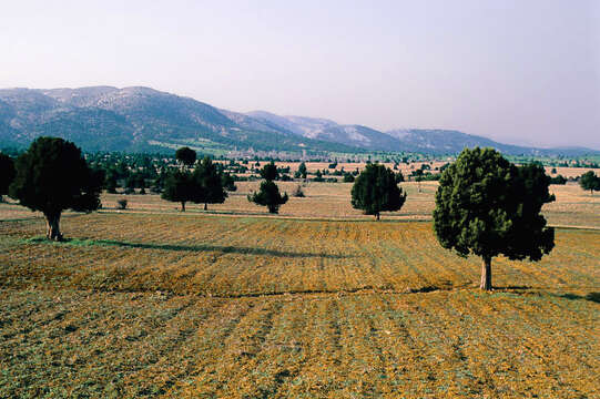 صورة عرعر متعالي