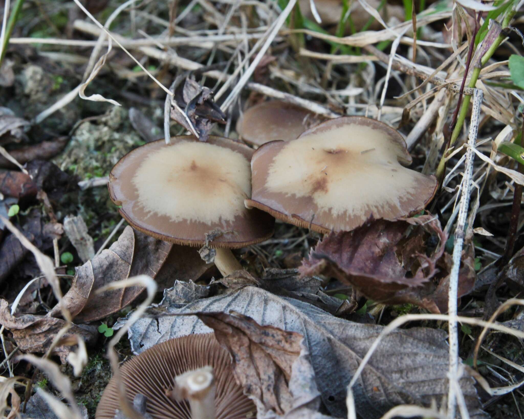 Image de Psathyrelle hydrophile