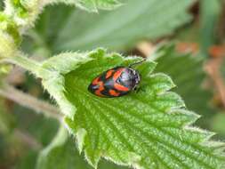 Image of Red-and-black Froghopper