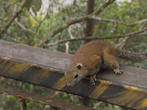 Image of Borneo Black-banded Squirrel