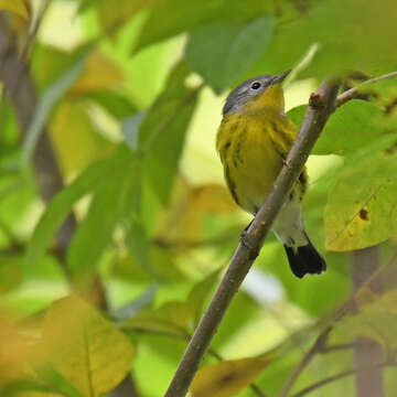 Image of Magnolia Warbler