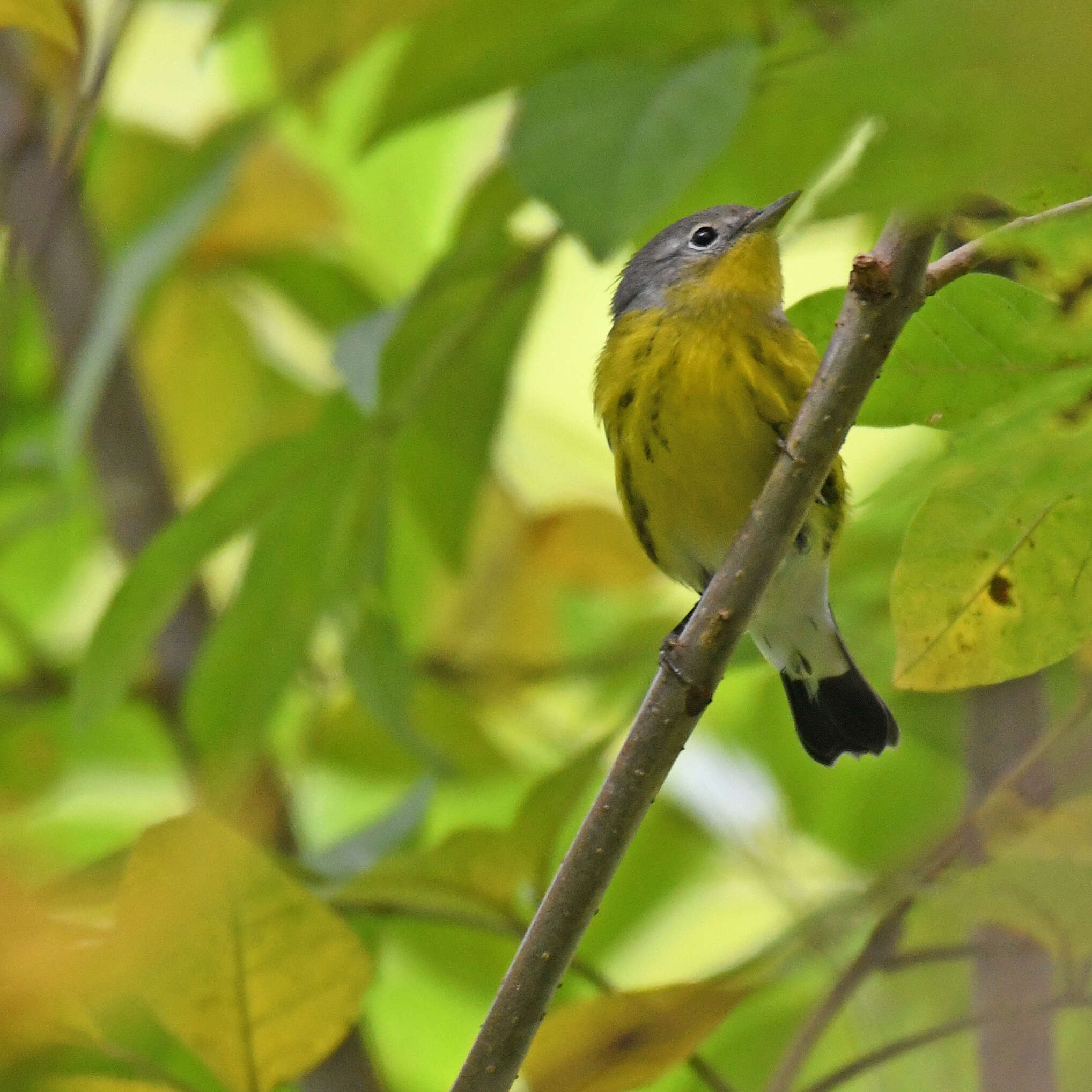 Image of Magnolia Warbler