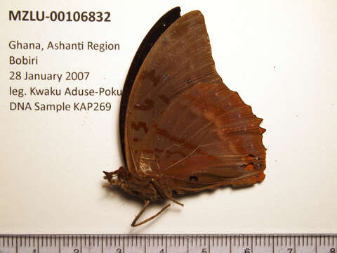 Imagem de Charaxes protoclea Feisthamel 1850