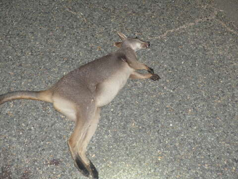 Image of Proserpine Rock Wallaby