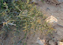 Image of Asparagus horridus L.