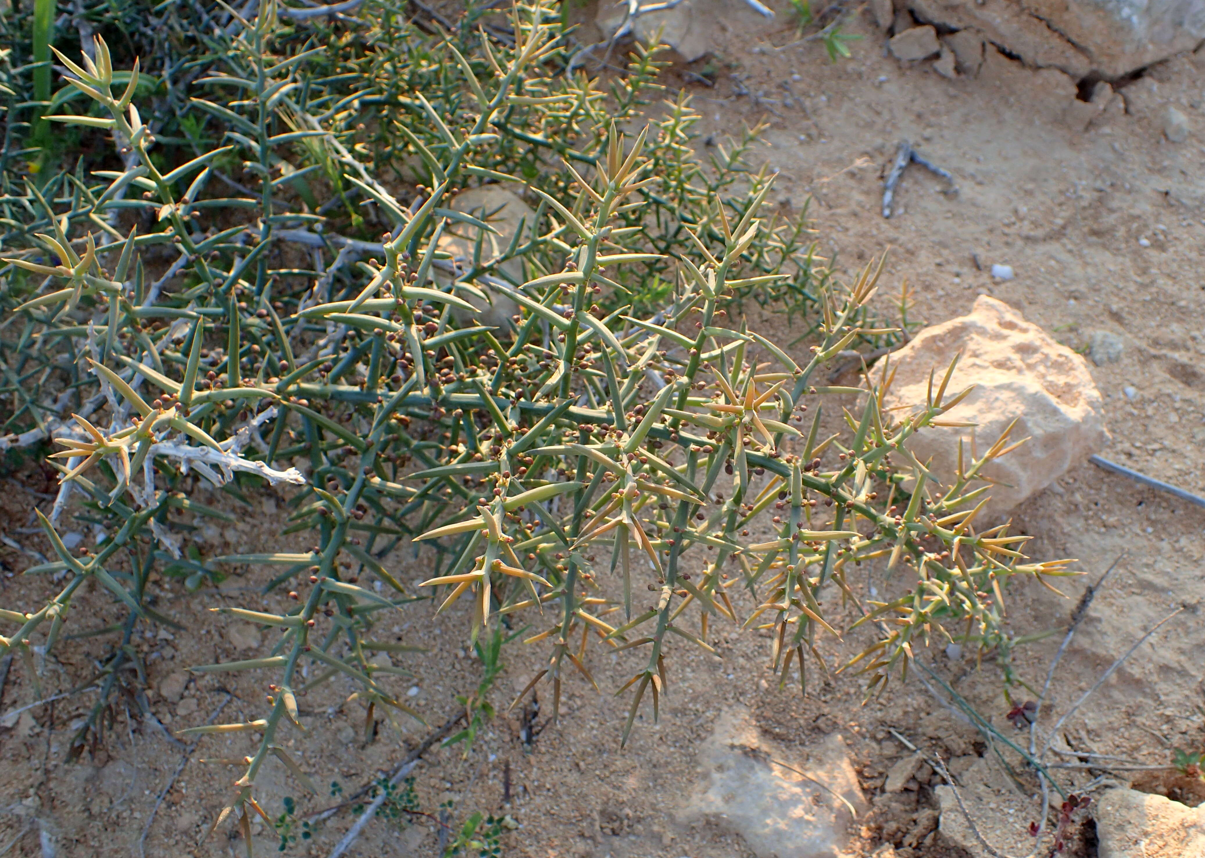 Image of Asparagus horridus L.