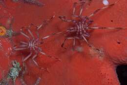 Image of sea spider