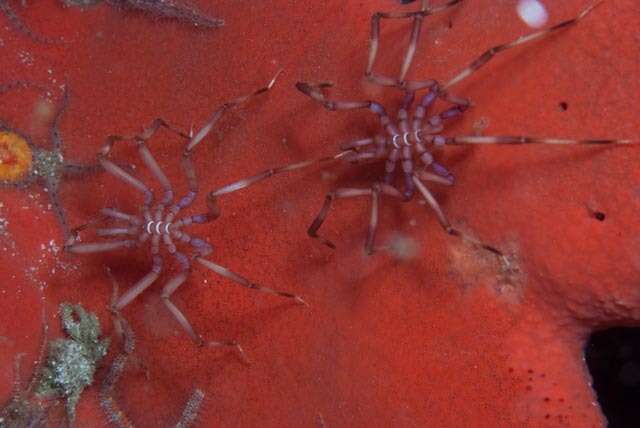 Image of sea spider