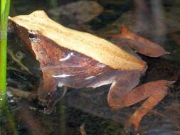 Image of Darwin's Frog