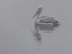 Image of Dalmatian Pelican