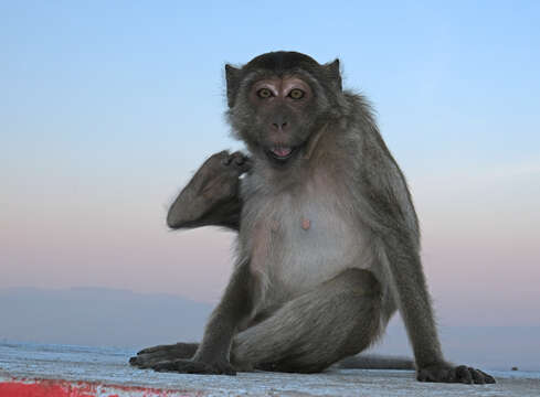 Image of Long-tailed Macaque