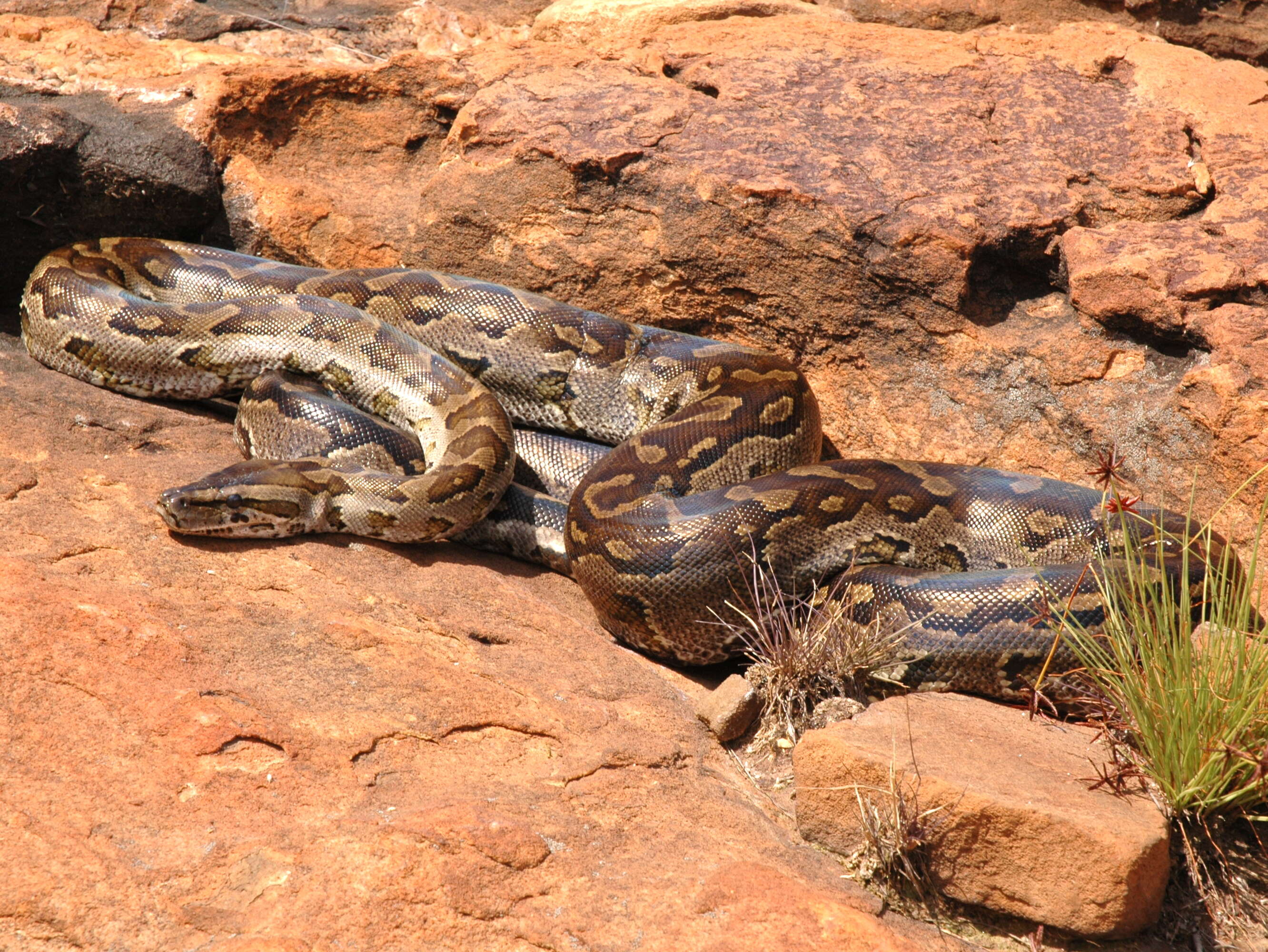 Image de Python natalensis A. Smith 1840