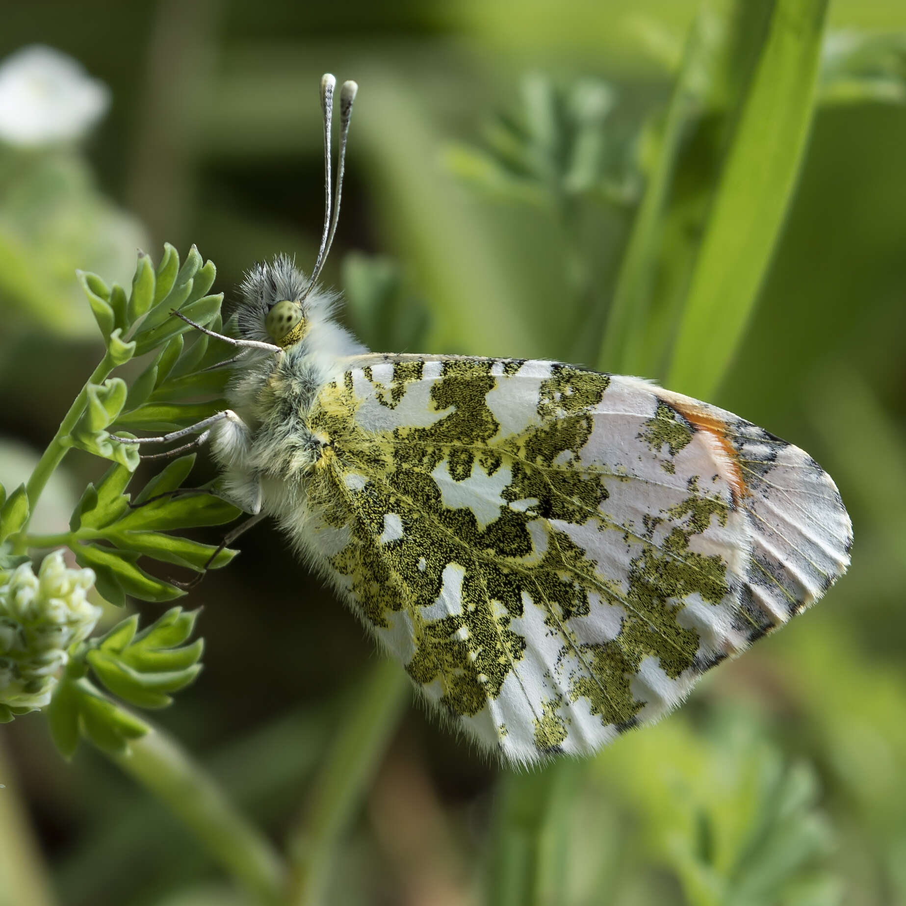 Image of orange tip