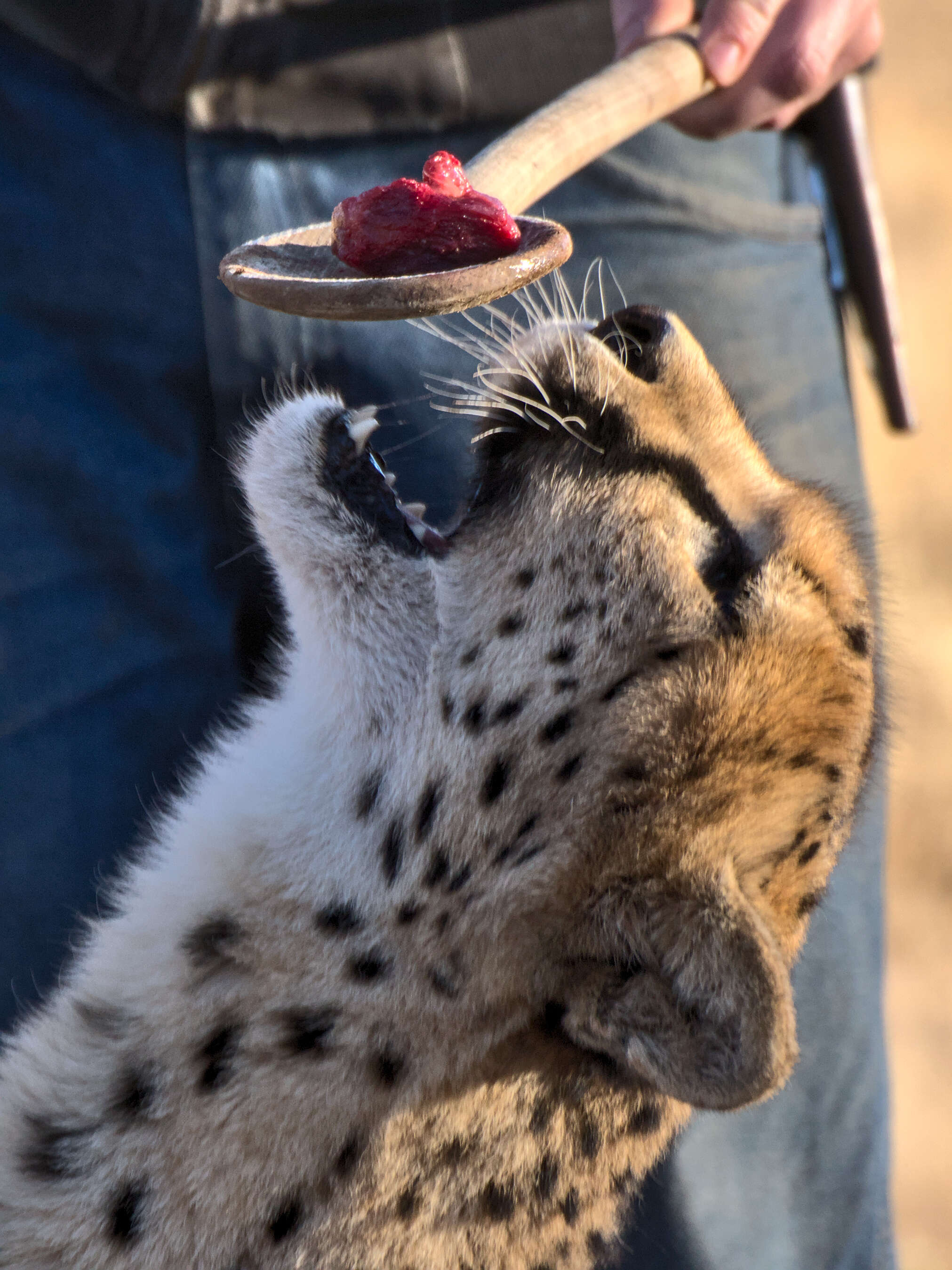 Image of Namibian cheetah