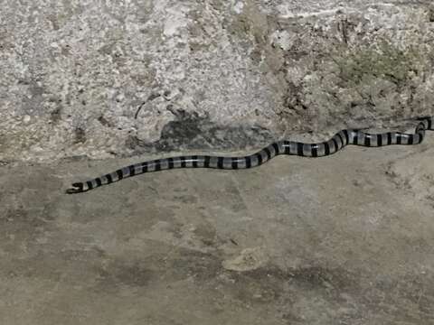 Image of Banded sea krait