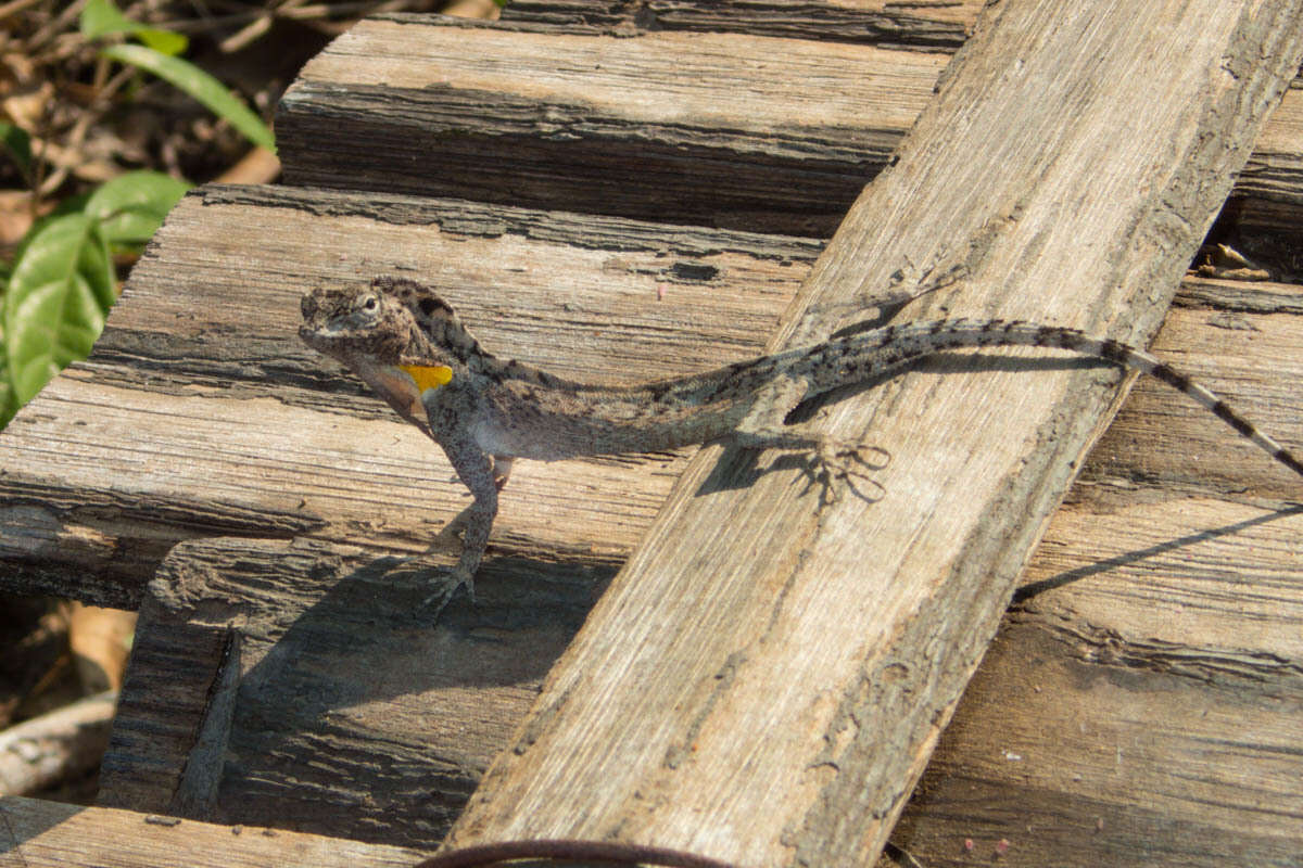 Image of Asian Gliding Lizard