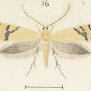 Image of Glyphipterix aulogramma Meyrick 1908