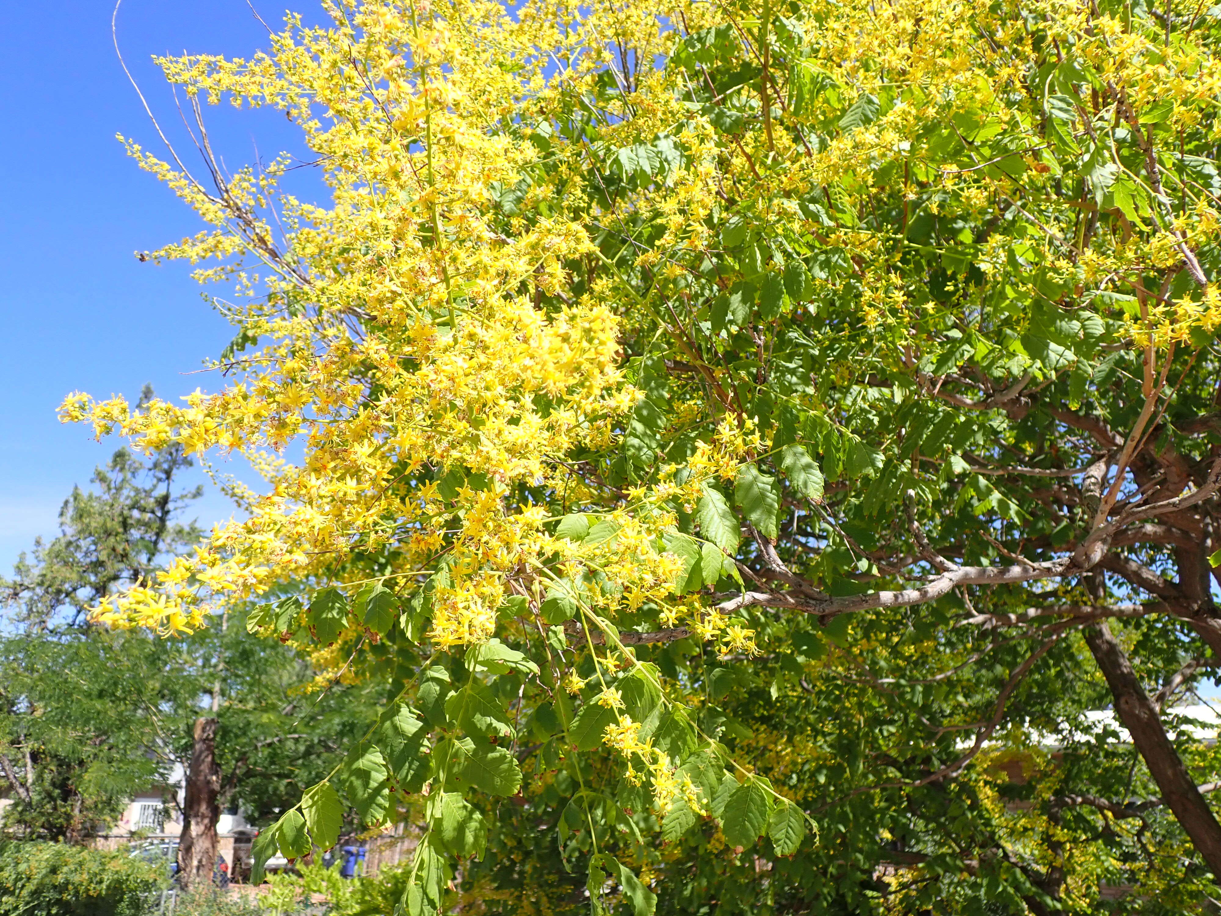 Image of Golden-rain tree