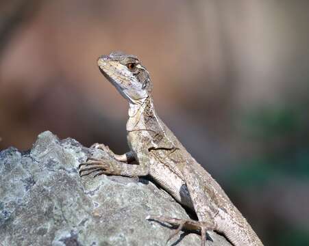 Image of Common Basilisk