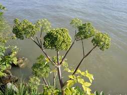 Image of Norwegian angelica