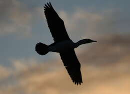 Image of Australian Pied Cormorant