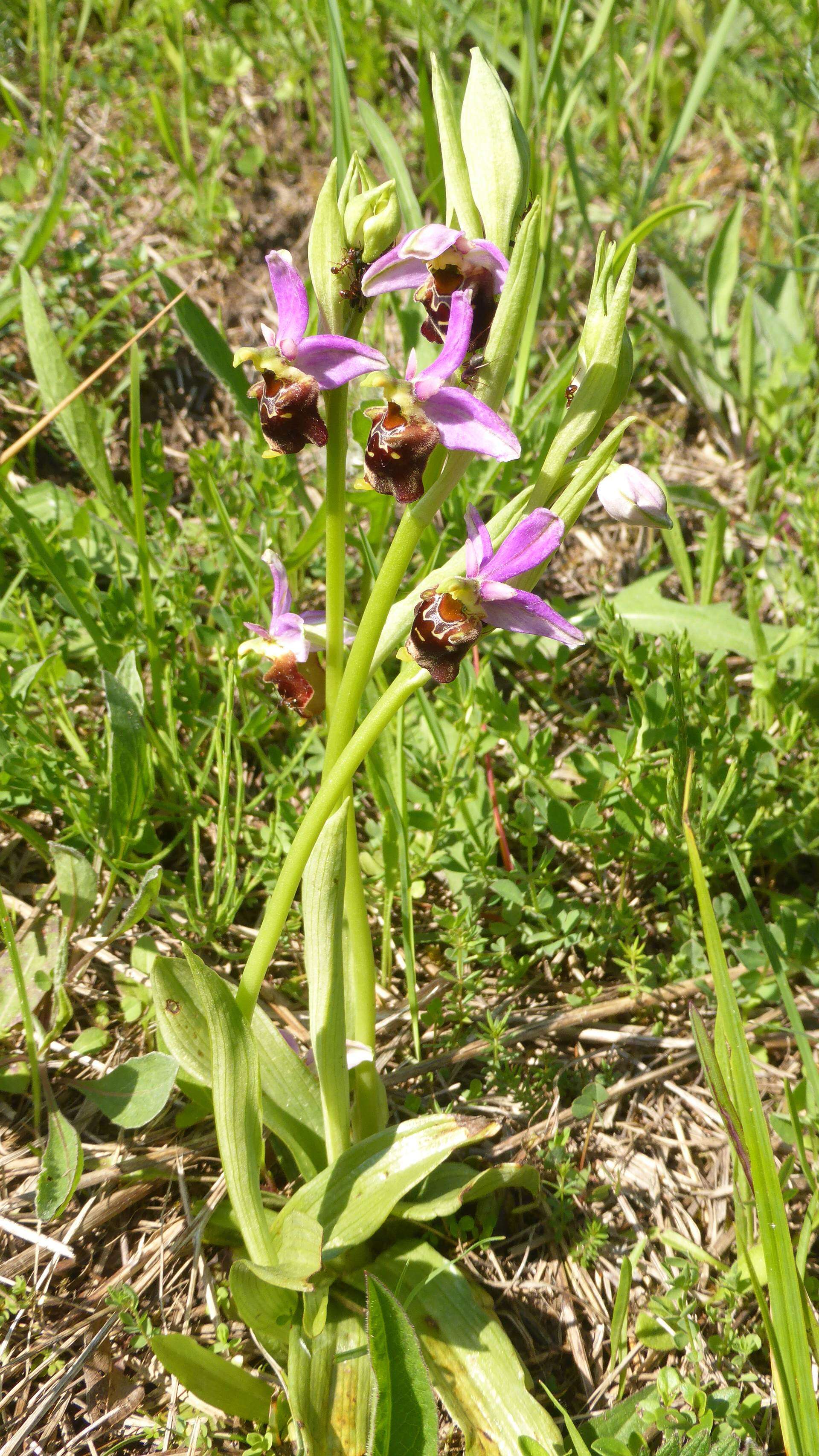 Image of Ophrys holosericea